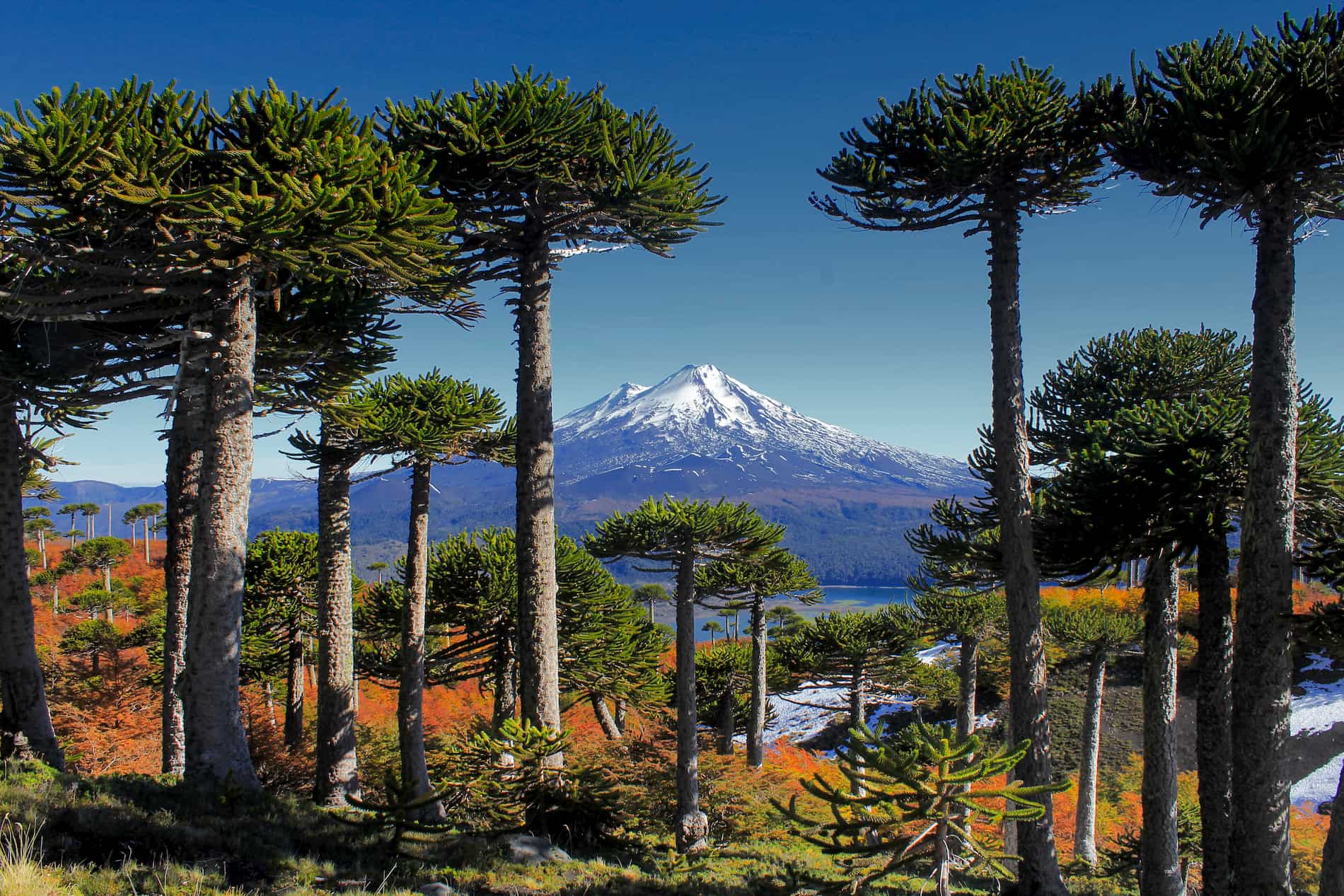 Araucarias-en-Conguillio